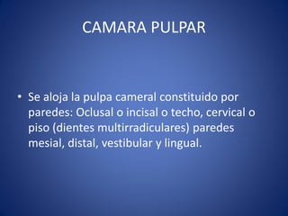 CAMARA PULPAR 
•Se aloja la pulpa cameral constituido por paredes: Oclusal o incisal o techo, cervical o piso (dientes multirradiculares) paredes mesial, distal, vestibular y lingual.  