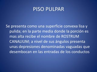 PISO PULPAR 
Se presenta como una superficie convexa lisa y pulida; en la parte media donde la porción es mas alta recibe el nombre de ROSTRUM CANALIUM; a nivel de sus ángulos presenta unas depresiones denominadas vaguadas que desembocan en las entradas de los conductos  