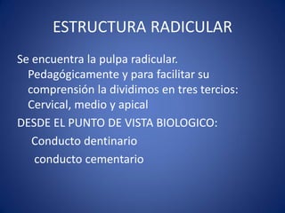 ESTRUCTURA RADICULAR 
Se encuentra la pulpa radicular. Pedagógicamente y para facilitar su comprensión la dividimos en tres tercios: Cervical, medio y apical 
DESDE EL PUNTO DE VISTA BIOLOGICO: 
Conducto dentinario 
conducto cementario 
 