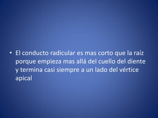 •El conducto radicular es mas corto que la raíz porque empieza mas allá del cuello del diente y termina casi siempre a un lado del vértice apical  