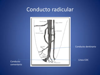 Conducto radicular 
Conducto dentinario 
Conducto 
cementario 
Línea CDC  