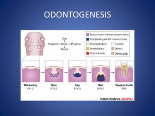 ODONTOGENESIS  