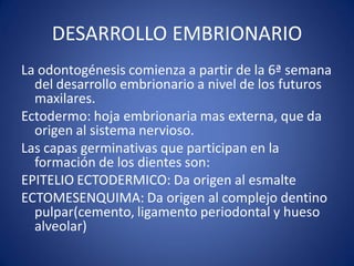 DESARROLLO EMBRIONARIO 
La odontogénesis comienza a partir de la 6ª semana del desarrollo embrionario a nivel de los futuros maxilares. 
Ectodermo: hoja embrionaria mas externa, que da origen al sistema nervioso. 
Las capas germinativas que participan en la formación de los dientes son: 
EPITELIO ECTODERMICO: Da origen al esmalte 
ECTOMESENQUIMA: Da origen al complejo dentino pulpar(cemento, ligamento periodontal y hueso alveolar)  