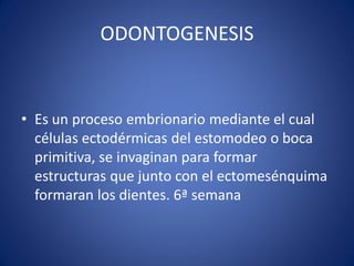 ODONTOGENESIS 
•Es un proceso embrionario mediante el cual células ectodérmicas del estomodeo o boca primitiva, se invaginan para formar estructuras que junto con el ectomesénquima formaran los dientes. 6ª semana 
 
