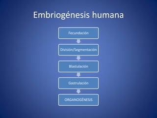 Embriogénesis humana 
Fecundación 
División/Segmentación 
Blastulación 
Gastrulación 
ORGANOGÉNESIS  