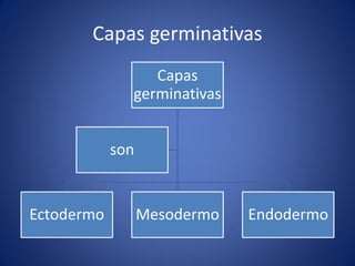 Capas germinativas 
Capas germinativas 
Ectodermo 
Mesodermo 
Endodermo 
son  