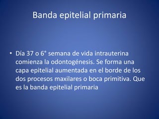Banda epitelial primaria 
•Día 37 o 6° semana de vida intrauterina comienza la odontogénesis. Se forma una capa epitelial aumentada en el borde de los dos procesos maxilares o boca primitiva. Que es la banda epitelial primaria  
