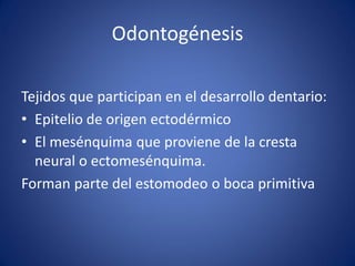 Odontogénesis 
Tejidos que participan en el desarrollo dentario: 
•Epitelio de origen ectodérmico 
•El mesénquima que proviene de la cresta neural o ectomesénquima. 
Forman parte del estomodeo o boca primitiva  
