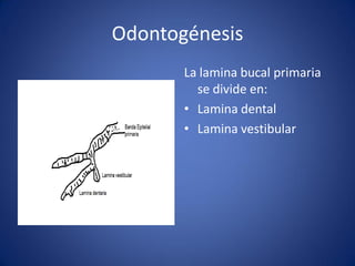 Odontogénesis 
La lamina bucal primaria se divide en: 
•Lamina dental 
•Lamina vestibular  