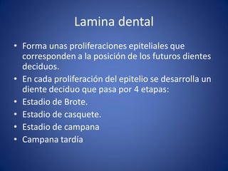 Lamina dental 
•Forma unas proliferaciones epiteliales que corresponden a la posición de los futuros dientes deciduos. 
•En cada proliferación del epitelio se desarrolla un diente deciduo que pasa por 4 etapas: 
•Estadio de Brote. 
•Estadio de casquete. 
•Estadio de campana 
•Campana tardía 
 