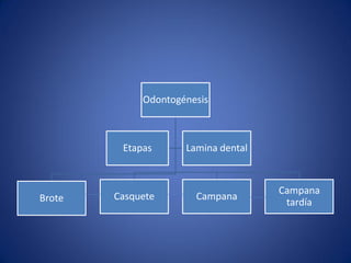 Odontogénesis 
Brote 
Casquete 
Campana 
Campana tardía 
Etapas 
Lamina dental  