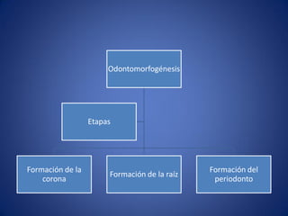 Odontomorfogénesis 
Formación de la corona 
Formación de la raíz 
Formación del periodonto 
Etapas  