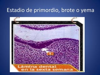 Estadio de primordio, brote o yema  