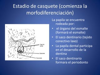 Estadio de casquete (comienza la morfodiferenciación) 
La papila se encuentra rodeada por: 
• el órgano del esmalte (formará el esmalte) 
•El saco dentinario (tejido conectivo laxo) 
•La papila dental participa en el desarrollo de la dentina 
•El saco dentinario formara el periodonto  