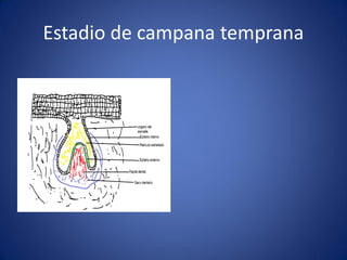 Estadio de campana temprana 
 