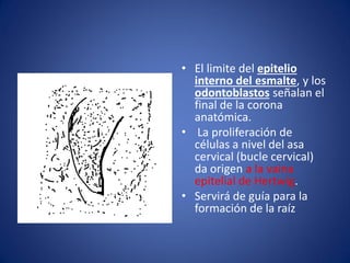 •El limite del epitelio interno del esmalte, y los odontoblastos señalan el final de la corona anatómica. 
• La proliferación de células a nivel del asa cervical (bucle cervical) da origen a la vaina epitelial de Hertwig. 
•Servirá de guía para la formación de la raíz  