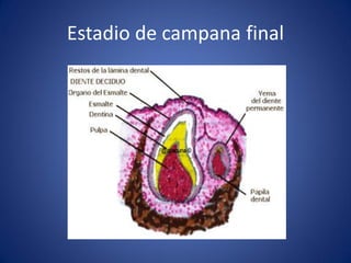 Estadio de campana final  