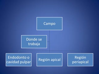 Campo 
Endodonto o cavidad pulpar 
Región apical 
Región periapical 
Donde se trabaja  