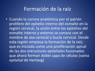 Formación de la raíz 
•Cuando la corona anatómica por el patrón prolifero del epitelio interno del esmalte en la región cervical, la unión entre los epitelios del esmalte interno y externo se conoce con el nombre de asa cervical o bucle cervical. Desde esta región empieza la formación de la raíz; que es iniciada como una proliferación apical de las dos estructuras epiteliales fusionadas que ahora forman doble capa de células (vaina epitelial de Hertwig)  