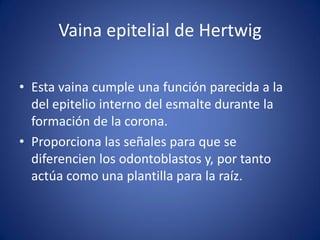 Vaina epitelial de Hertwig 
•Esta vaina cumple una función parecida a la del epitelio interno del esmalte durante la formación de la corona. 
•Proporciona las señales para que se diferencien los odontoblastos y, por tanto actúa como una plantilla para la raíz. 
 