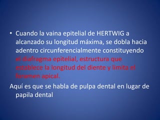 •Cuando la vaina epitelial de HERTWIG a alcanzado su longitud máxima, se dobla hacia adentro circunferencialmente constituyendo el diafragma epitelial, estructura que establece la longitud del diente y limita el foramen apical. 
Aquí es que se habla de pulpa dental en lugar de papila dental  