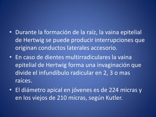 •Durante la formación de la raíz, la vaina epitelial de Hertwig se puede producir interrupciones que originan conductos laterales accesorio. 
•En caso de dientes multirradiculares la vaina epitelial de Hertwig forma una invaginación que divide el infundíbulo radicular en 2, 3 o mas raíces. 
•El diámetro apical en jóvenes es de 224 micras y en los viejos de 210 micras, según Kutler.  
