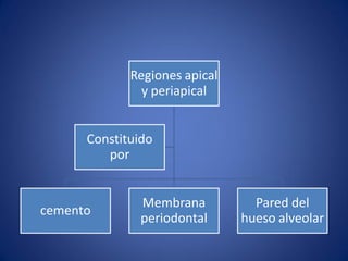 Regiones apical y periapical 
cemento 
Membrana periodontal 
Pared del hueso alveolar 
Constituido por  