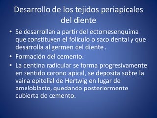 Desarrollo de los tejidos periapicales del diente 
•Se desarrollan a partir del ectomesenquima que constituyen el foliculo o saco dental y que desarrolla al germen del diente . 
•Formación del cemento. 
•La dentina radicular se forma progresivamente en sentido corono apical, se deposita sobre la vaina epitelial de Hertwig en lugar de ameloblasto, quedando posteriormente cubierta de cemento.  
