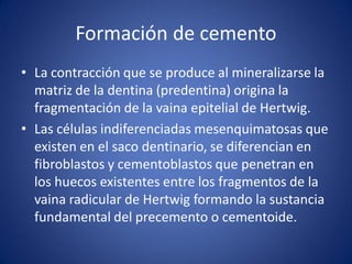 Formación de cemento 
•La contracción que se produce al mineralizarse la matriz de la dentina (predentina) origina la fragmentación de la vaina epitelial de Hertwig. 
•Las células indiferenciadas mesenquimatosas que existen en el saco dentinario, se diferencian en fibroblastos y cementoblastos que penetran en los huecos existentes entre los fragmentos de la vaina radicular de Hertwig formando la sustancia fundamental del precemento o cementoide.  