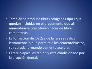 •También se produce fibras colágenas tipo I que quedan incluidas en el precemento que al mineralizarse constituyen haces de fibras cementosas. 
•La formación de los 2/3 de la raíz se realiza lentamente lo que permite a los cementoblastos, su retirada formando cemento acelular. 
•El tercio apical es rápido y esta condicionado por la erupción dental.  
