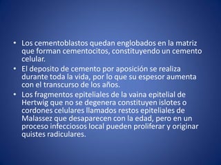 •Los cementoblastos quedan englobados en la matriz que forman cementocitos, constituyendo un cemento celular. 
•El deposito de cemento por aposición se realiza durante toda la vida, por lo que su espesor aumenta con el transcurso de los años. 
•Los fragmentos epiteliales de la vaina epitelial de Hertwig que no se degenera constituyen islotes o cordones celulares llamados restos epiteliales de Malassez que desaparecen con la edad, pero en un proceso infecciosos local pueden proliferar y originar quistes radiculares.  