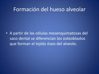 Formación del hueso alveolar 
•A partir de las células mesenquimatosas del saco dental se diferencian los osteoblastos que forman el tejido óseo del alveolo.  