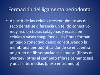 Formación del ligamento periodontal 
•A partir de las células mesenquimatosas del seco dental se diferencia un tejido conectivo muy rico en fibras colágenas y escasa en células y vasos sanguíneos. Las fibras forman un tejido conectivo denso constituyendo la membrana periodóntica donde se encuentra un grupo de fibras ancladas al hueso (fibras de Sharpey) otras al cemento (fibras cementosas) y unas intermedias (plexo entremedio)  