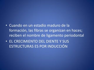 •Cuando en un estadio maduro de la formación, las fibras se organizan en haces; reciben el nombre de ligamento periodontal 
•EL CRECIMIENTO DEL DIENTE Y SUS ESTRUCTURAS ES POR INDUCCIÓN  