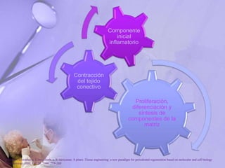 Proliferación,
diferenciación y
síntesis de
componentes de la
matriz
Contracción
del tejido
conectivo
Componente
inicial
inflamatorio
P. Bartold, Christopher a. G.mcculloch, a. S. narayanan. S pitaru .Tissue engineering: a new paradigm for periodontal regeneration based on molecular and cell biology
. Periodontology 2000, Vol. 24, 2000, 253–269
 