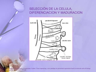 SELECCIÓN DE LA CELULA,
DIFERENCIACION Y MADURACION
P. Bartold, Christopher a. G.mcculloch, a. S. narayanan. S pitaru .Tissue engineering: a new paradigm for periodontal regeneration based on molecular and cell biology
. Periodontology 2000, Vol. 24, 2000, 253–269
 