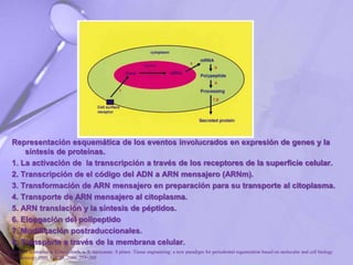 Representación esquemática de los eventos involucrados en expresión de genes y la
síntesis de proteínas.
1. La activación de la transcripción a través de los receptores de la superficie celular.
2. Transcripción de el código del ADN a ARN mensajero (ARNm).
3. Transformación de ARN mensajero en preparación para su transporte al citoplasma.
4. Transporte de ARN mensajero al citoplasma.
5. ARN translación y la síntesis de péptidos.
6. Elongación del polipeptido
7. Modificación postraduccionales.
8. Transporte a través de la membrana celular.
P. Bartold, Christopher a. G.mcculloch, a. S. narayanan. S pitaru .Tissue engineering: a new paradigm for periodontal regeneration based on molecular and cell biology
. Periodontology 2000, Vol. 24, 2000, 253–269
 