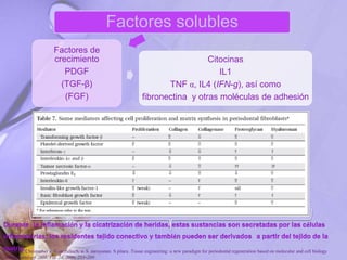 Factores solubles
Factores de
crecimiento
PDGF
(TGF-β)
(FGF)
Citocinas
IL1
TNF α, IL4 (IFN-g), así como
fibronectina y otras moléculas de adhesión
P. Bartold, Christopher a. G.mcculloch, a. S. narayanan. S pitaru .Tissue engineering: a new paradigm for periodontal regeneration based on molecular and cell biology
. Periodontology 2000, Vol. 24, 2000, 253–269
 