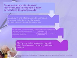 El mecanismo de acción de estos
factores solubles se considera a través
de receptores de superficie celular.
conduce a una efecto sobre la expresión
génica mediante la regulación de
inducible factores de transcripción.
Las moléculas se agrupan en 3 familias:
factores de crecimiento polipeptídicos
moléculas de adhesión,
componentes estructurales
Muchas de estas moléculas han sido
identificadas en el cemento y el hueso
alveolar.
Osteopontina
sialoprotein ósea
la fibronectina
cementogénesis
Afectan la proliferación y la diferenciación
P. Bartold, Christopher a. G.mcculloch, a. S. narayanan. S pitaru .Tissue engineering: a new paradigm for periodontal regeneration based on molecular and cell biology
. Periodontology 2000, Vol. 24, 2000, 253–269
 
