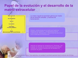 Papel de la evolución y el desarrollo de la
matriz extracelular
La matriz regula la expresión génica por medio
de los factores solubles y factores de
transcripción.
Células –componentes de la matriz por medio de
integrinas de superficie→ reorganización de las
proteínas del citoesqueleto y otras proteínas que sirven
como moléculas de transducción
Además se restringe los receptores de citoquinas, y se
localizan los factores de crecimiento para su posterior
mediada por receptor transducción de señales y la
activación de genes
P. Bartold, Christopher a. G.mcculloch, a. S. narayanan. S pitaru .Tissue engineering: a new paradigm for periodontal regeneration based on molecular and cell biology
. Periodontology 2000, Vol. 24, 2000, 253–269
 