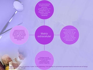 Matriz
extracelular
Los mecanismos
:la fibronectina,
laminina
,proteoglicanos, P.
colagenas y no.
Regulan muchas
actividades
celulares
Afectan a la migración,
la división y la
diferenciación de las
células, sirve como
sustrato para la
adhesión celular,
promueven la difusión
y organización del
citoesqueleto.
Protegen las las
células de la apoptosis
a través de
mecanismos que
implican integrinas.
posteriormente la
participación de las
señales de la insulina,
del receptor de insulina
sustrato-1, la adhesión
focal quinasa y la
fosfatidilinositol-3
quinasa
P. Bartold, Christopher a. G.mcculloch, a. S. narayanan. S pitaru .Tissue engineering: a new paradigm for periodontal regeneration based on molecular and cell biology
. Periodontology 2000, Vol. 24, 2000, 253–269
 