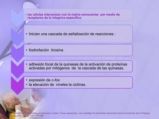 • las células interactúan con la matriz extracelular por medio de
receptores de la integrina específica.
• Inician una cascada de señalización de reacciones :
• fosforilación tirosina
• adhesión focal de la quinasas de la activación de proteínas
activadas por mitógenos de la cascada de las quinasas.
• expresión de c-fos
• la elevación de niveles la ciclinas.
P. Bartold, Christopher a. G.mcculloch, a. S. narayanan. S pitaru .Tissue engineering: a new paradigm for periodontal regeneration based on molecular and cell biology
. Periodontology 2000, Vol. 24, 2000, 253–269
 
