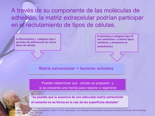 A través de su componente de las moléculas de
adhesión, la matriz extracelular podrían participar
en el reclutamiento de tipos de células.
la fibronectina y colágeno tipo I
permiso de adherencia de varios
tipos de células
la laminina y colágeno tipo IV
son selectivos a ciertos tipos
celulares, y tenascina es
antiadhesiva
Pueden determinar qué células se preparen y
si se presenta una herida para reparar o regenerar
“es posible que la ausencia de una adecuada matriz extracelular
el cemento no se forma en la raíz de las superficies dentales”
P. Bartold, Christopher a. G.mcculloch, a. S. narayanan. S pitaru .Tissue engineering: a new paradigm for periodontal regeneration based on molecular and cell biology
. Periodontology 2000, Vol. 24, 2000, 253–269
 