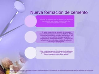 Nueva formación de cemento
Sustituir el cemento que se elimino con la terapia
periodontal que estaba contaminado con
endotoxinas de las bacterias.
El tejido conectivo de la matriz de cemento
secuestra factores de crecimiento (TGF-β), (FGF),
y factor de crecimiento derivado del cemento, así
como una variedad de otros ppolipéptidos,
(osteopontina, sialoproteina ósea I y proteína de
adhesión al cemento ) que median la adhesión
celular y la propagación
Estas moléculas afectan la migración, la adhesión
y la proliferación periodontal, la síntesis de la
matriz la especificidad de las células.
P. Bartold, Christopher a. G.mcculloch, a. S. narayanan. S pitaru .Tissue engineering: a new paradigm for periodontal regeneration based on molecular and cell biology
. Periodontology 2000, Vol. 24, 2000, 253–269
 