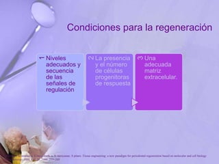 Condiciones para la regeneración
1
Niveles
adecuados y
secuencia
de las
señales de
regulación 2
La presencia
y el número
de células
progenitoras
de respuesta
3
Una
adecuada
matriz
extracelular.
P. Bartold, Christopher a. G.mcculloch, a. S. narayanan. S pitaru .Tissue engineering: a new paradigm for periodontal regeneration based on molecular and cell biology
. Periodontology 2000, Vol. 24, 2000, 253–269
 