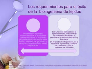 Los requerimientos para el éxito
de la bioingenieria de tejidos
problemas de ingeniería
relacionados con el sustrato de
células cultivadas in vivo como
propiedades biomecánicas de la
matriz, arquitectura, geometría y
el espacio mantenimiento de las
propiedades.
Las funciones biológicas de la
ingeniería matriz, incluyendo el
reclutamiento de células, el
permiso de la neovascularización y
la entrega
De requisitos morfogenéticos, de la
necesaria, regulatorios y factores
de crecimiento para la
regeneración de tejidos
P. Bartold, Christopher a. G.mcculloch, a. S. narayanan. S pitaru .Tissue engineering: a new paradigm for periodontal regeneration based on molecular and cell biology
. Periodontology 2000, Vol. 24, 2000, 253–269
 