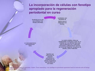 La incorporación de células con fenotipo
apropiado para la regeneración
periodontal en curso
cantidades casi
ilimitadas de
tejidos para el
tratamiento de
heridas.
La matriz sintética, debe ser
bioabsorbible construido a partir de un
material con una afinidad adecuada
para la adsorción de un adecuado
crecimiento y diferenciación factores,
así como las integrinas, receptores de
células y otras moléculas.
Agentes que
promuevan la
adhesión
permitiendo la
proliferación de
células progenitoras
que se ponen en
una matriz
Lo cual proporciona
una distribución
lenta
Sustitutos de la piel
que contienen las
células cultivadas
P. Bartold, Christopher a. G.mcculloch, a. S. narayanan. S pitaru .Tissue engineering: a new paradigm for periodontal regeneration based on molecular and cell biology
. Periodontology 2000, Vol. 24, 2000, 253–269
 