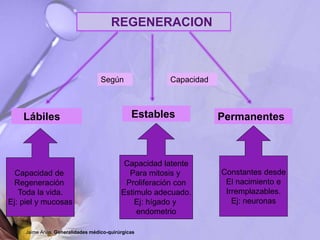 REGENERACION
Lábiles Estables Permanentes
Capacidad de
Regeneración
Toda la vida.
Ej: piel y mucosas
Capacidad latente
Para mitosis y
Proliferación con
Estimulo adecuado.
Ej: hígado y
endometrio
Constantes desde
El nacimiento e
Irremplazables.
Ej: neuronas
Según Capacidad
Jaime Arias. Generalidades médico-quirúrgicas
 