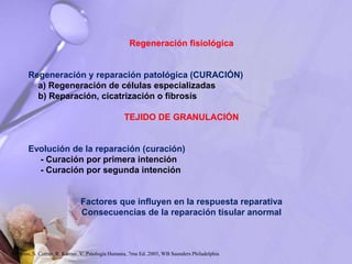 Regeneración fisiológica
Regeneración y reparación patológica (CURACIÓN)
a) Regeneración de células especializadas
b) Reparación, cicatrización o fibrosis
TEJIDO DE GRANULACIÓN
Evolución de la reparación (curación)
- Curación por primera intención
- Curación por segunda intención
Factores que influyen en la respuesta reparativa
Consecuencias de la reparación tisular anormal
Robbins, S. Cotran, R. Kumar, V. Patología Humana, 7ma Ed. 2005, WB Saunders Philadelphia
 