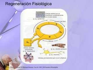 Regeneración Fisiológica
Robbins, S. Cotran, R. Kumar, V. Patología Humana, 7ma Ed. 2005, WB Saunders Philadelphia
 